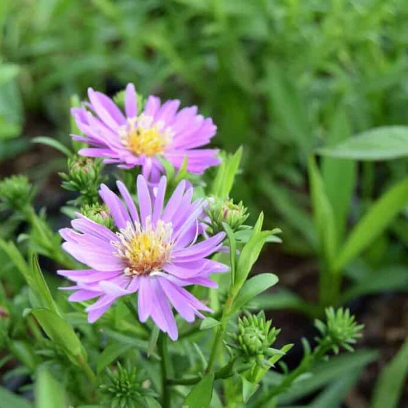 Symphyotrichum novi-belgii 'Heinz Richard' ---